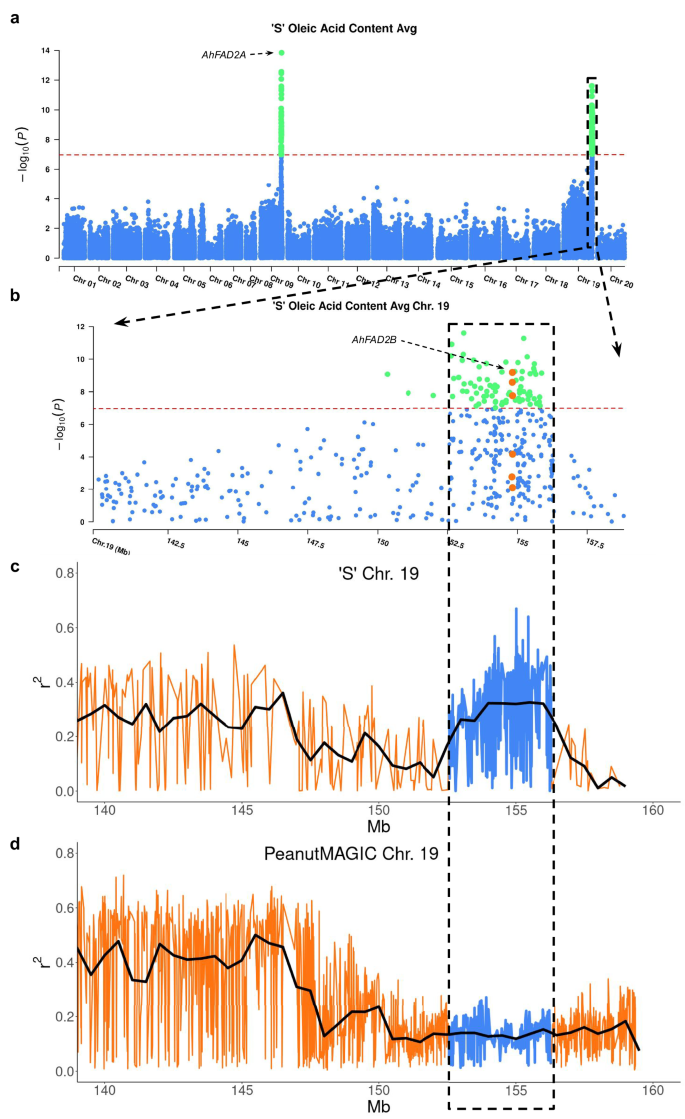 Fig. 4: The ‘S’ biparental population pangenome oleic acid content association.