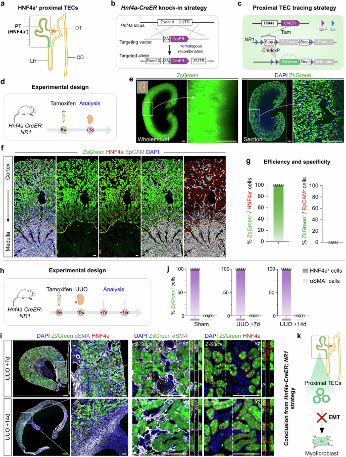 Fig. 1: Lineage tracing of proximal TECs by Hnf4a-CreER in kidney fibrosis.