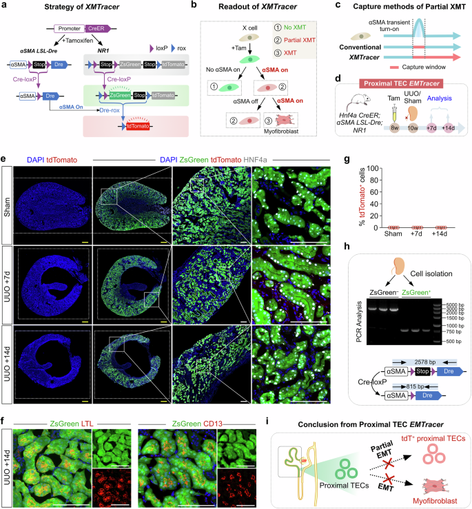 Fig. 2: Absence of αSMA activation in proximal TECs during kidney fibrosis revealed by proximal TEC EMTracer.