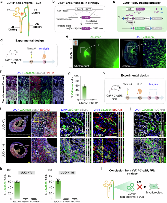 Fig. 3: Lineage tracing of non-proximal TECs by Cdh1-CreER in kidney fibrosis.