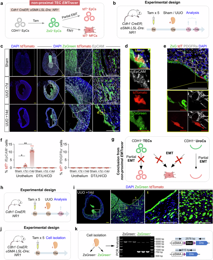 Fig. 4: Partial EMT in UroCs during kidney fibrosis revealed by non-proximal TEC EMTracer.