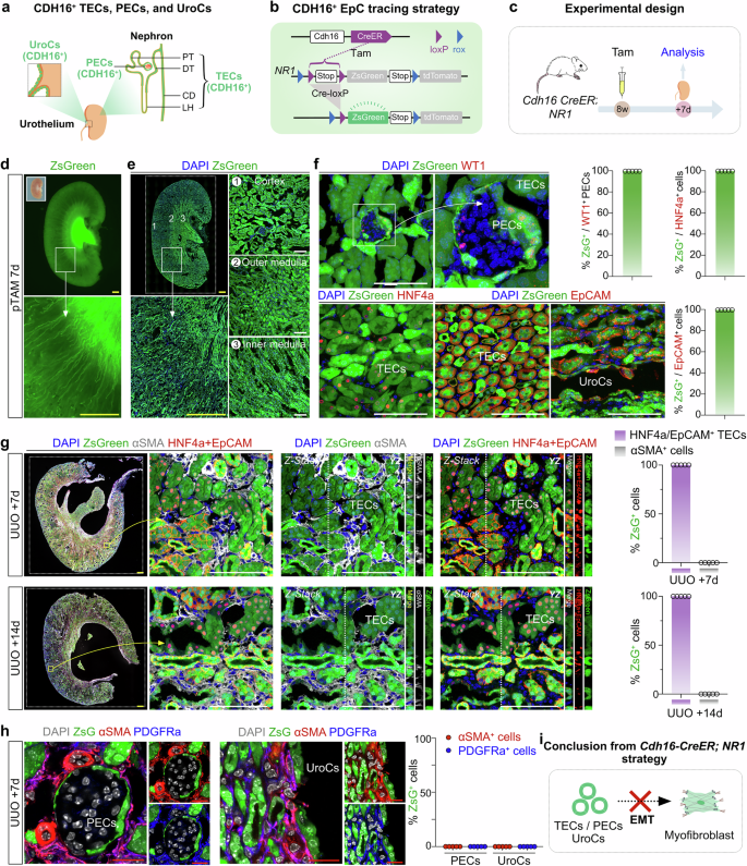 Fig. 5: Lineage tracing of TECs, PECs, and UroCs by Cdh16-CreER in kidney fibrosis.