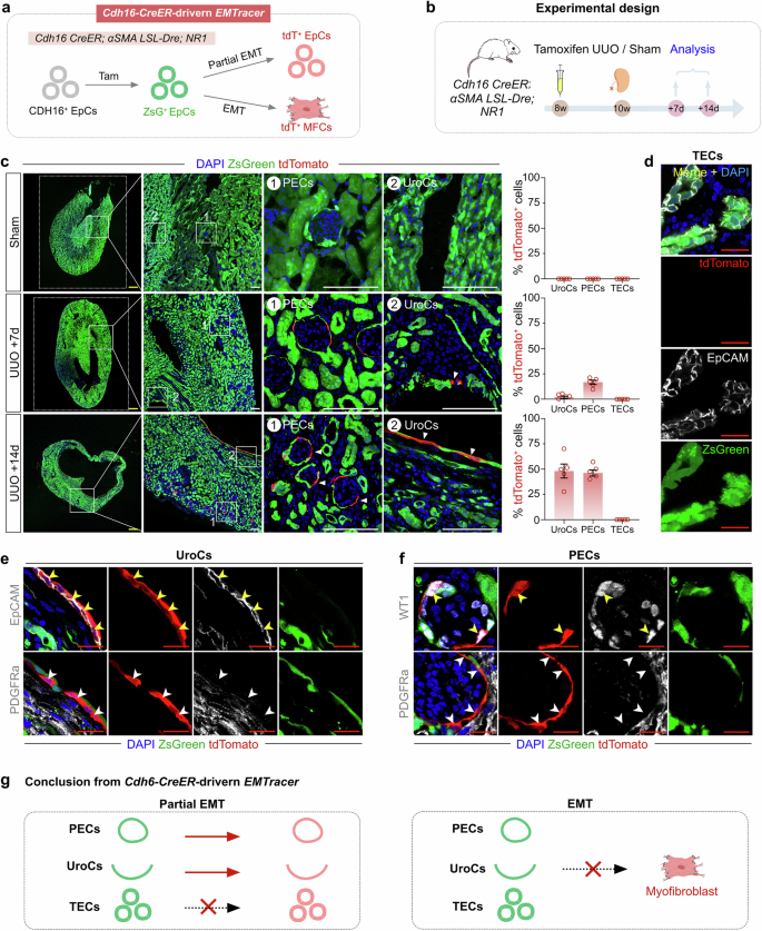 Fig. 6: Partial EMT in PECs and UroCs instead of TECs during kidney fibrosis revealed by Cdh16-CreER-driven EMTracer.