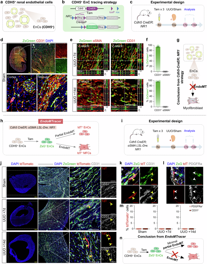 Fig. 7: Minimal partial EndoMT in kidney fibrosis revealed by EndoMTracer.