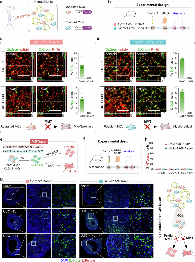 Fig. 8: Absence MMT during kidney fibrosis revealed by MMTracer.
