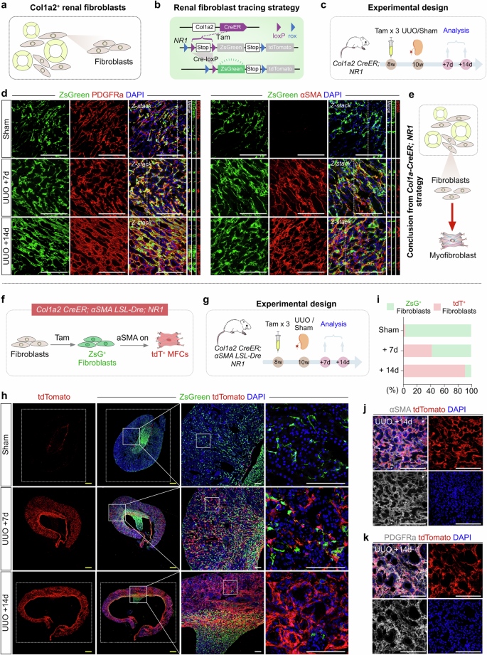 Fig. 9: Myofibroblasts primarily originate from fibroblasts in kidney fibrosis.