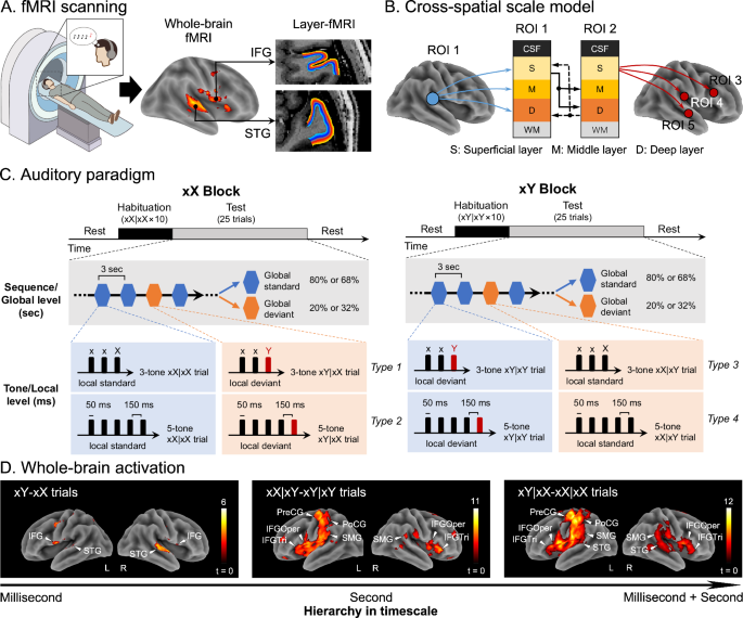Fig. 1: Experimental design and fMRI activations across the whole brain.