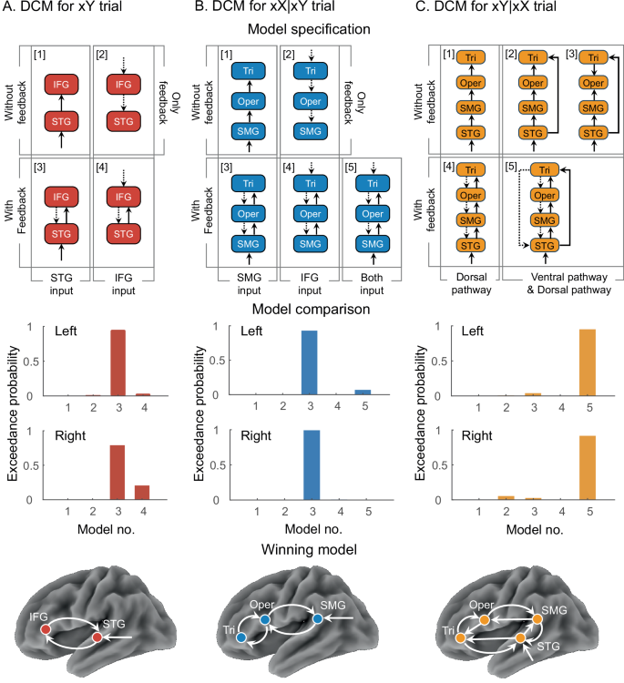 Fig. 2: Dynamic causal modeling (DCM) of whole brain during hierarchical auditory processing.
