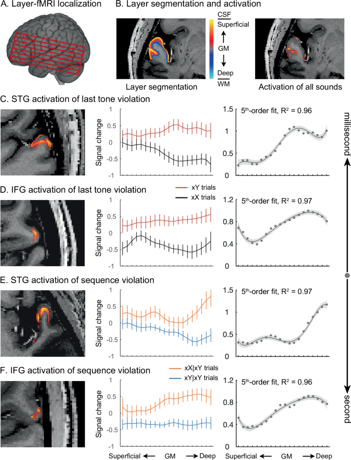 Fig. 3: Layer-specific activations of auditory processing in auditory and frontal cortices.