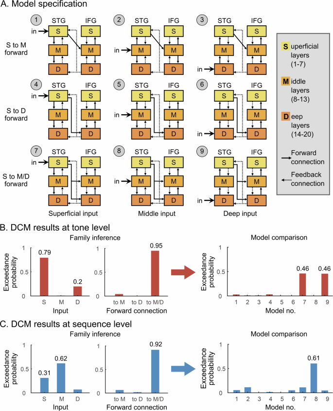 Fig. 4: Layer-specific dynamic causal modeling (DCM) of hierarchical auditory processing across STG and IFG.