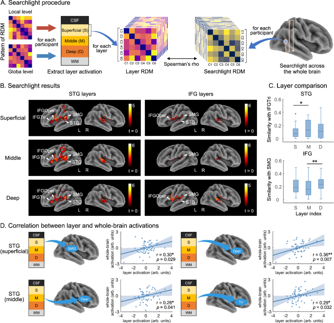 Fig. 5: Cross-spatial scale correlation between layer-specific and whole-brain activities.