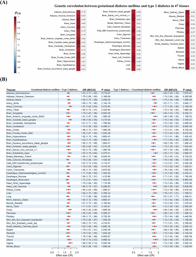 Fig. 1: Genetic correlation and putative causal directions between gestational diabetes mellitus and type 2 diabetes in distinct tissues.