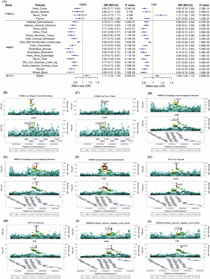 Fig. 4: The results of Mendelian Randomization and colocalization analysis between candidate genes and GDM and T2D.