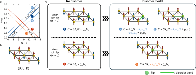 Fig. 2: Schematic interpretation of magnetic excitations in the UUD phase of 
                      $${{{{\rm{K}}}}}_{2}{{{\rm{Co}}}}{({{{{\rm{SeO}}}}}_{3})}_{2}$$
                      
                        
                          
                            K
                          
                          
                            2
                          
                        
                        Co
                        
                          
                            
                              (
                              
                                
                                  
                                    SeO
                                  
                                  
                                    3
                                  
                                
                              
                              )
                            
                          
                          
                            2
                          
                        
                      
                    .