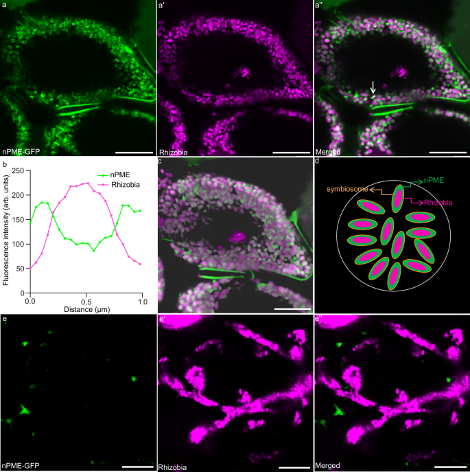 Fig. 1: nPME is located in the symbiosome space.