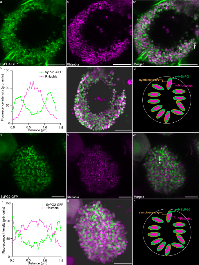 Fig. 2: SyPG1 and SyPG2 are located in the symbiosome space.
