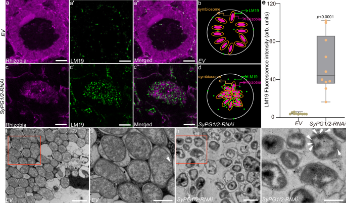 Fig. 4: Un-esterified pectins accumulate within symbiosomes in SyPG1/2-RNAi nodules.
