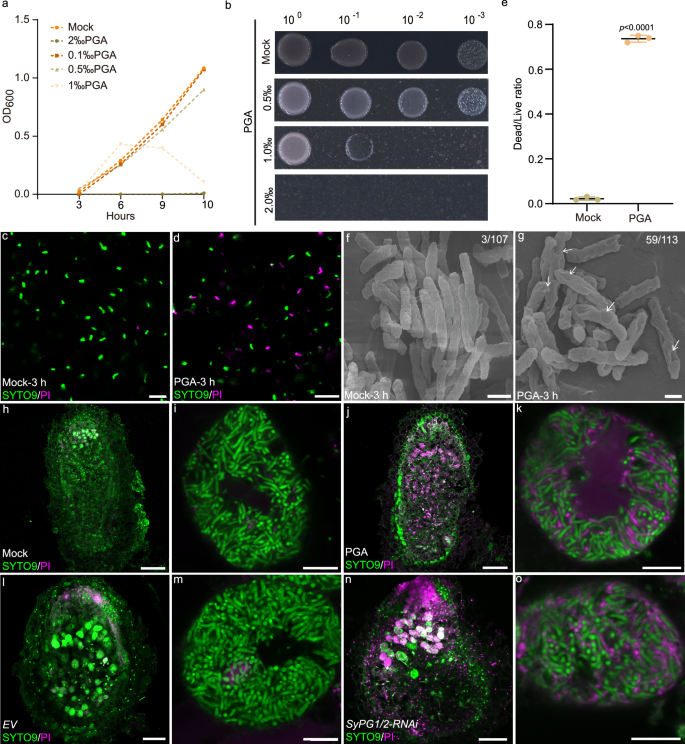 Fig. 5: Un-esterified pectins inhibit rhizobial growth.