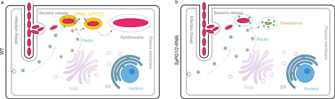 Fig. 6: Working model for SyPG1 and SyPG2 function.