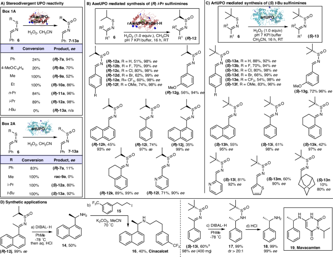 Fig. 3: Enantioselective synthesis of both sulfinimine enantiomers via UPO catalysed oxygenation of sulfenimines.