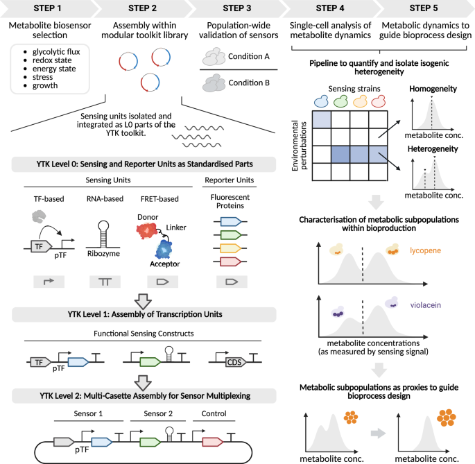 Fig. 1: Framework for analysing isogenic heterogeneity using metabolic biosensors.