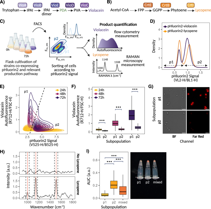 Fig. 4: pH subpopulations as a source of production heterogeneity.