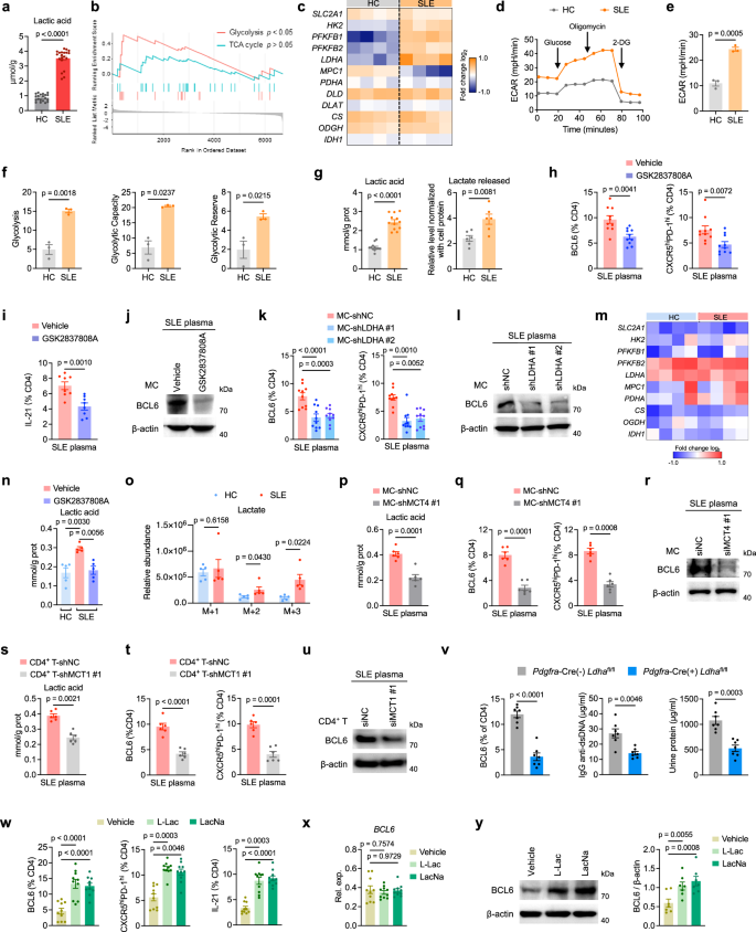 Fig. 2: Elevated lactate in LN MCs is involved in Tfh differentiation.