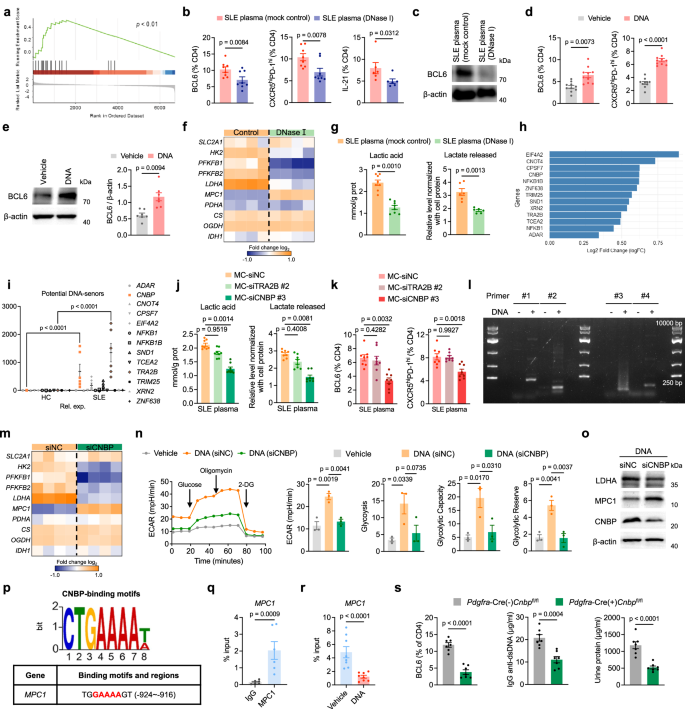 Fig. 3: Self-DNA promotes lactate upregulation of LN-associated MCs in a CNBP-dependent manner.