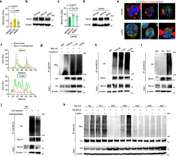 Fig. 4: Lactate preserves BCL6 from degradation by altering its ubiquitination profile in CD4+ T cells.