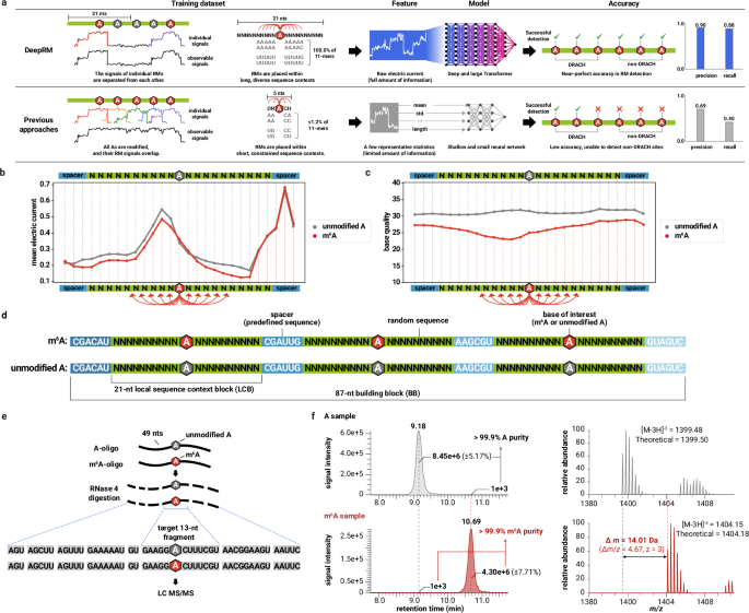 Fig. 1: Design of a random oligonucleotide-based RNA modification (RM) training dataset with diverse sequence contexts and distinguishable RM signals.