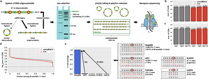Fig. 2: Construction of a massive-scale training dataset for RNA modification detection representing all possible 11-mer sequence contexts.