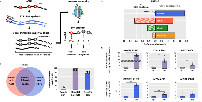 Fig. 6: High m6A detection accuracy of DeepRM is validated by multiple orthogonal experimental methods.