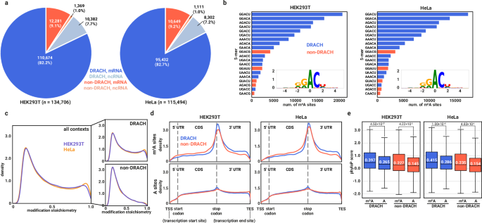 Fig. 8: DeepRM discovers a large body of non-DRACH m6A sites in the human transcriptome.