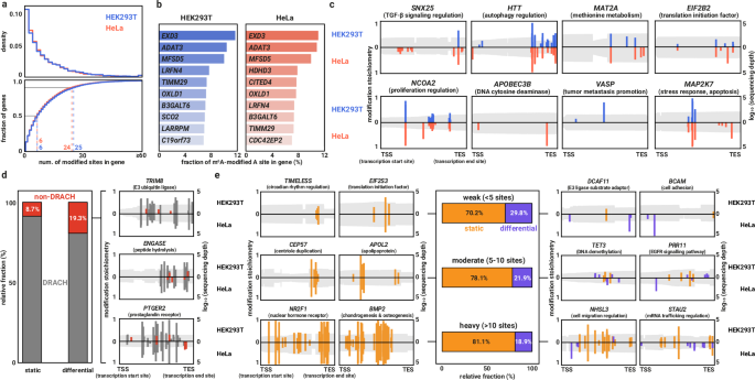 Fig. 9: m6A modification is a global and dynamic process across the whole transcriptome.