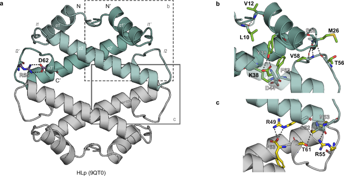 Fig. 2: Crystal structure of the HLp tetramer.
