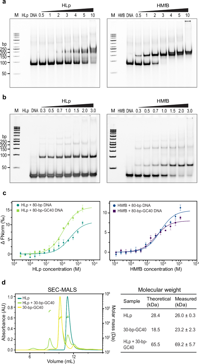 Fig. 3: HLp binds DNA in vitro.