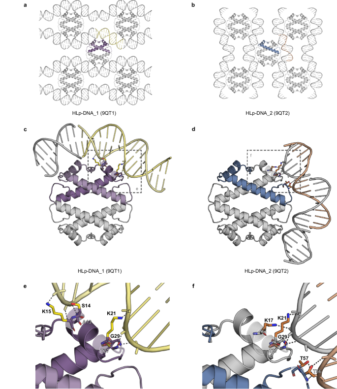 Fig. 4: Crystal structures of DNA-bound HLp.
