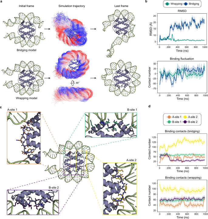Fig. 5: Molecular dynamics simulations of the wrapping and bridging modes.