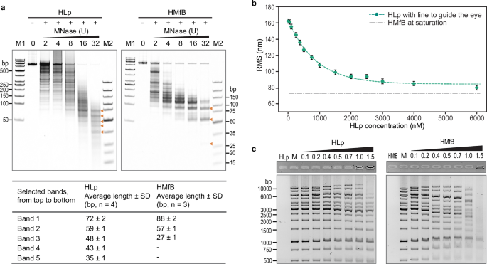 Fig. 6: DNA wraps around HLp.
