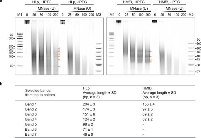 Fig. 8: HLp chromatinizes E. coli genomic DNA.