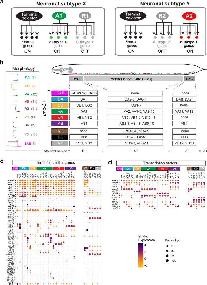 Fig. 1: C. elegans MNs belong to distinct classes and subclasses.