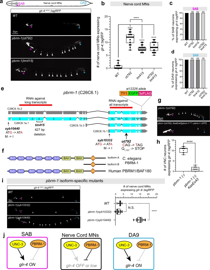 Fig. 2: pbrm-1/PBRM1 selectively represses glr-4/GRIK4 expression in MNs.