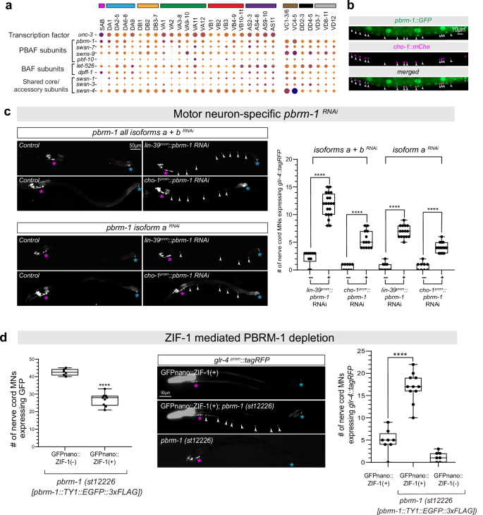 Fig. 3: pbrm-1/PBRM1 activity in post-mitotic MNs is required to repress glr-4/GRIK4.