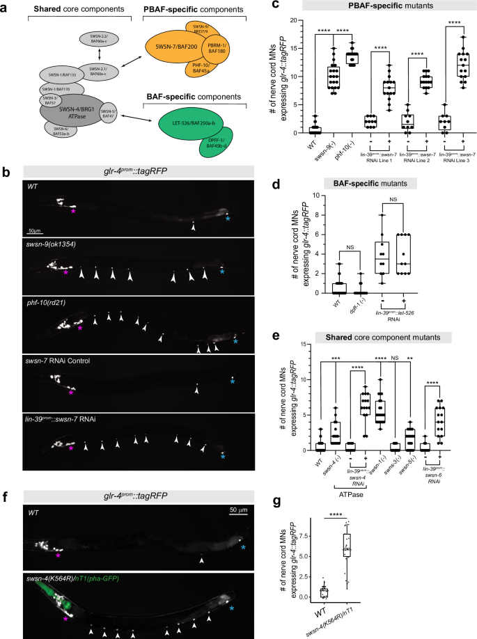 Fig. 4: All PBAF-specific subunits are required for glr-4/GRIK4 repression.