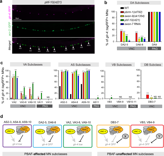 Fig. 6: PBAF represses glr-4/GRIK4 in AS, DA, and VA nerve cord MNs.