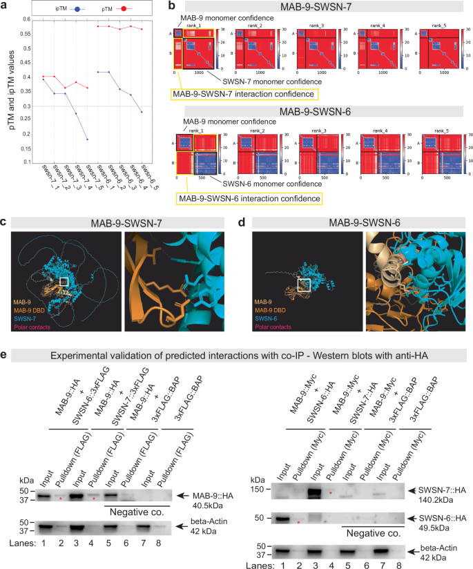 Fig. 8: ColabFold predictions identify SWSN-7 and SWSN-6 as potential MAB-9 interactors.