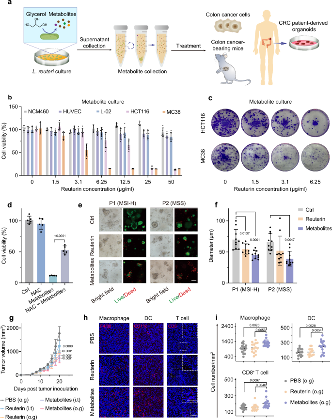 Fig. 1: Glycerol metabolites from L. reuteri inhibit CRC growth in vitro and in vivo, and increase immune cells in colon tumors.