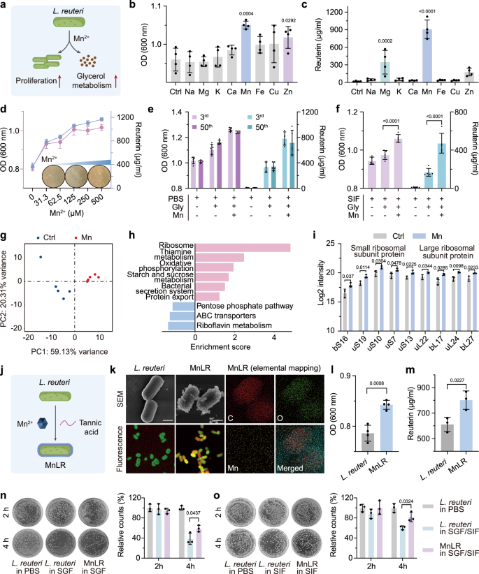 Fig. 2: Screening, preparation, and characterization of MnLR.
