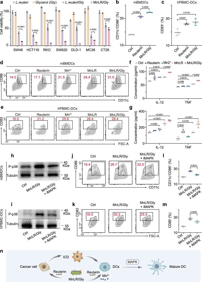 Fig. 3: In vitro colon cancer cell inhibition and DCs maturation mediated by MnLR/Gly.