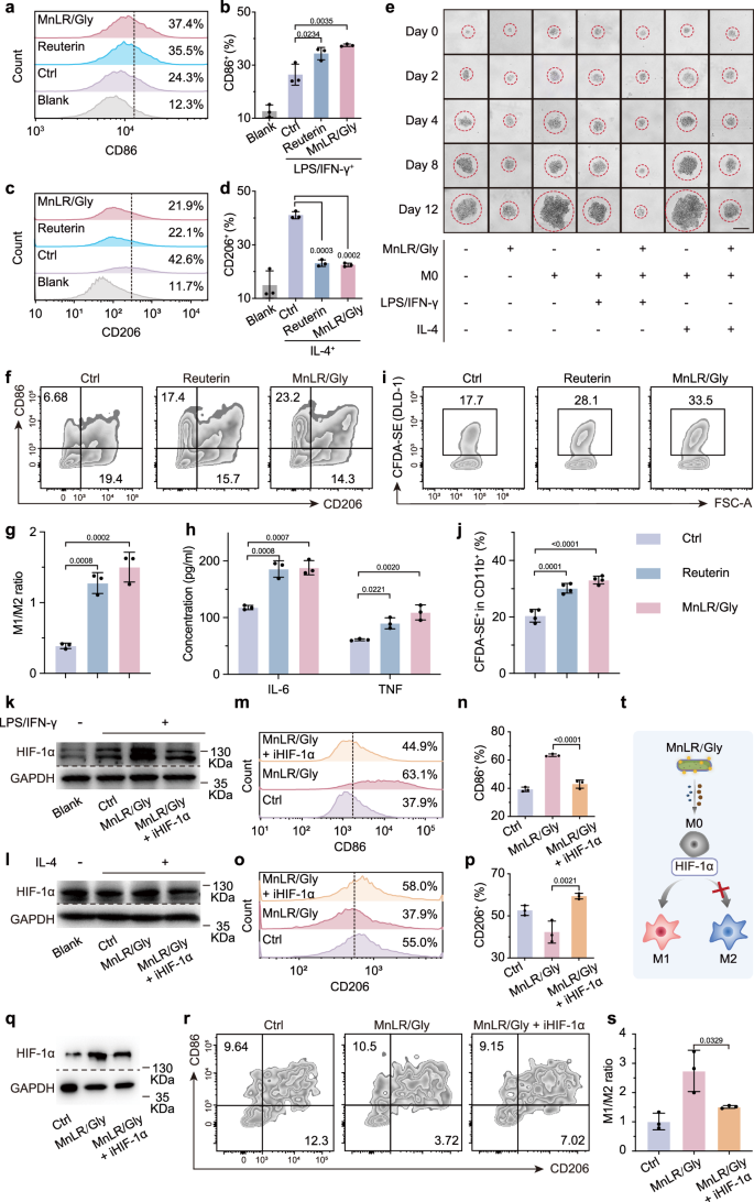 Fig. 4: MnLR/Gly promotes the polarization of M1 macrophages, meanwhile inhibiting M2 polarization.